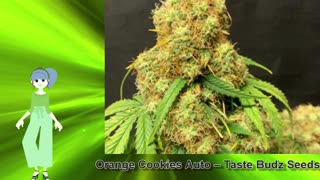 Orange Cookies Auto – Taste Budz Seeds