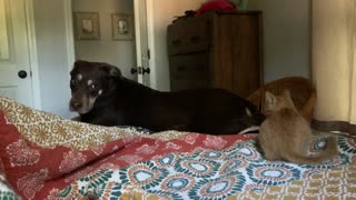 Sweet Orange Kitten Annoys her Gentle Dog Brother