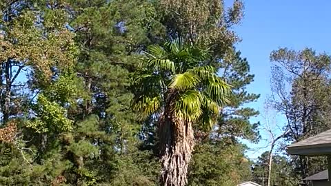 In the backyard while waiting for the plumber's appointment. #WaterHeaterProblem #shorts #short