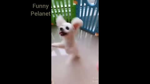 Best top funny dogs video in the world