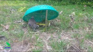 Awesome Quick Bird Trap in Cambodia - The Best Bird Trap - Easy Best Bird Traps (That Work 100%)