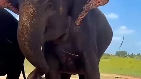It's great that elephants can do this when they're eating grass