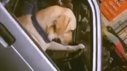 Animal Dog Driving