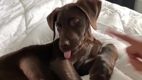 Pup makes it known about his need for treats