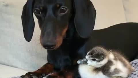 Black dog and newborn duckling.