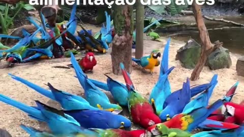 bird park, Paraná in Brazil