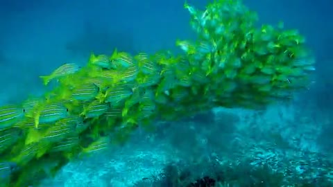 Underwater life is so blessed 🐟🐟🐟| Yellow Tang Fish video 🐠🐠
