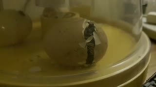 Hatching Egg of Asheel Shamo Chicken.