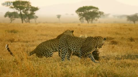 Leopard Vs Porcupine | Serengeti: Story Told by John Boyega | BBC Earth