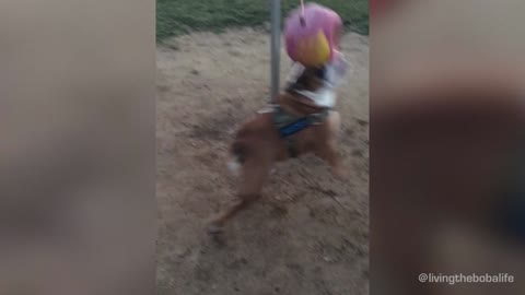 Active bulldog loves to exercise with tether ball