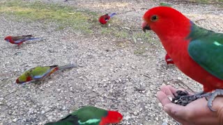 Australian King Parrots Come By For a Nice Visit