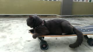 Tuxedo cat sets off on skateboarding adventure