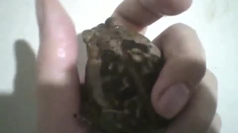 I put a frog in my hand for few seconds, without hurting it [Nature & Animals]