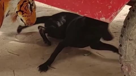 Dog prank with Tiger Dummy