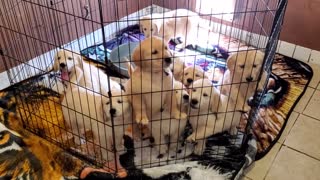 Impatient Golden Puppies