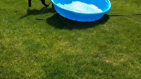Black dog picking up and running in yard with plastic blue pool
