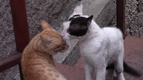 Two cats wanting to fight.