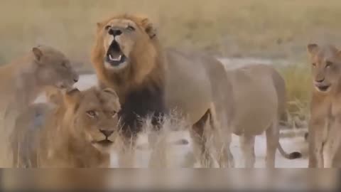 LION'S SHOCKING MOVEMENTS