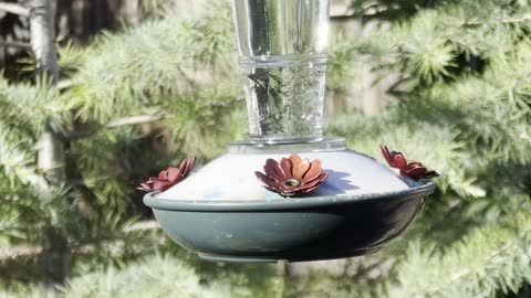 Anna’s Hummingbirds