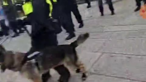 Police dogs attack and chew on British Natives but never the invaders