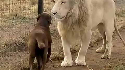 Cute Lion Gives Smooches to Puppy's Paw! Cute Lion Gives Smooches to Puppy's Paw!