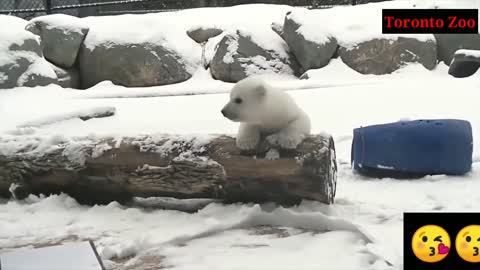 Polar bear cubs first snow day