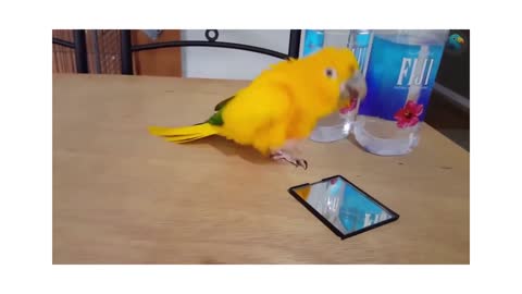 FUNNY PARROT DANCING