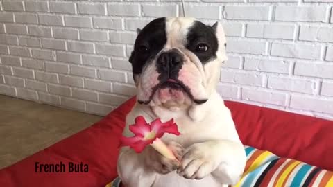 French Bulldog holds up flower in paw
