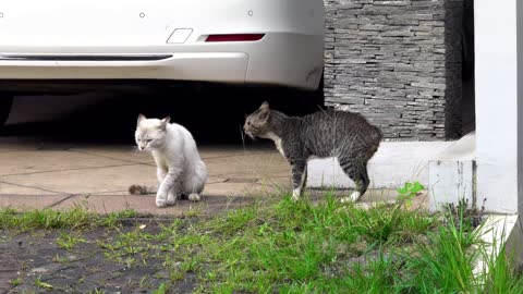 Two cats fighting and then loving each other