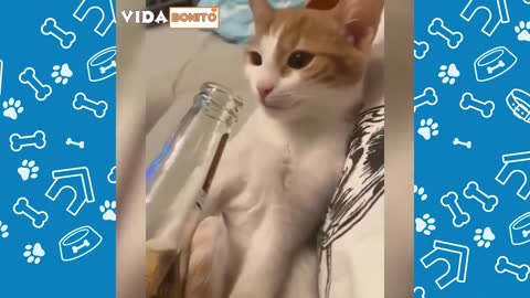 Funny animals 2020 - Cute dogs and cats, doing funny things animal videos, funny animal videos