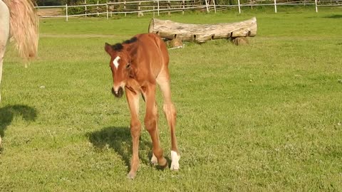 The little pony on the prairie.