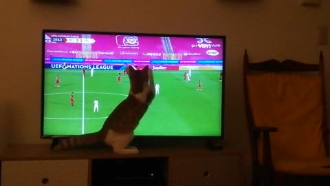 Sports-loving kitten gets really into the soccer game on TV