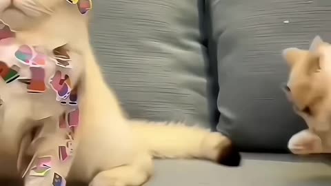 Funny and Cute Cats Videos #193