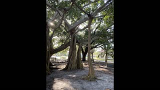 Strange and Beautiful Banyan Tree