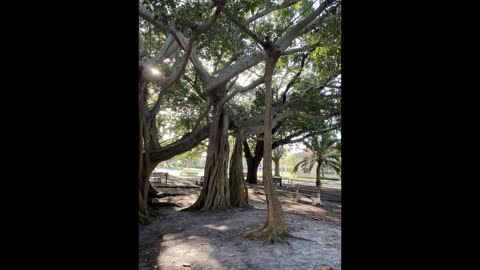 Strange and Beautiful Banyan Tree