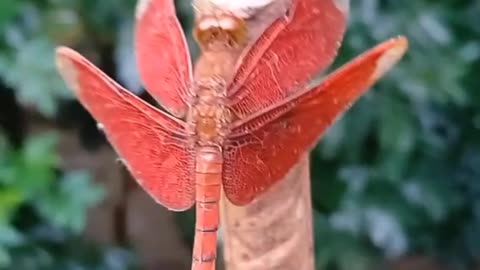 Butterfly Lovers Watching Amazing Red Butterfly Confused