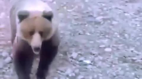 Dog saves puppies from bear