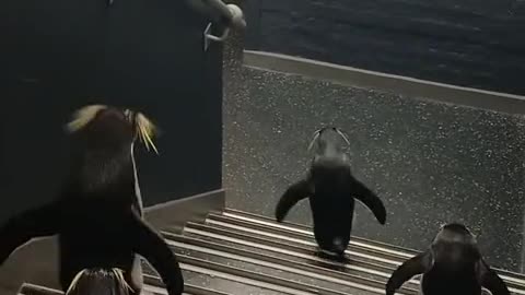 Penguins hopping down the stairs 😍👍