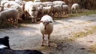 sheeping around