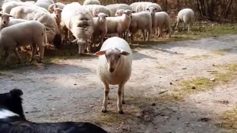 sheeping around
