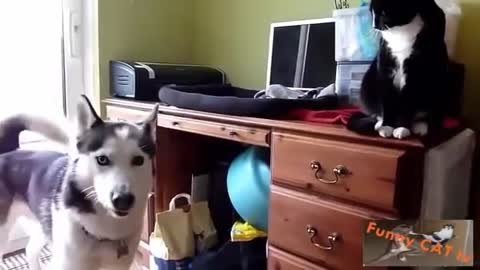 Cats and Dogs Meeting Each other For The First Time Everr