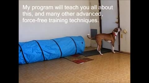 brain training for dogs 2