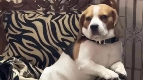 GenZ doggos be like 😅 dog beagle dogvlogger dogshorts genz