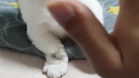 a high-five cat2. luckypunch