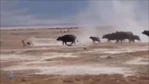 Animals hunting video