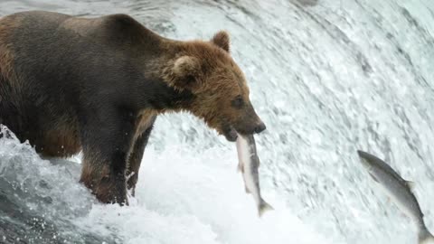 HOW GRIZZLY BEAR CATCHING FISH| BEAR vs fish