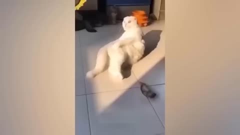 Kid video Super funny 🤣😂🤣😂 video and cutest cat dog fight