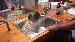 Most Dogs Don’t Like Having A Bath. This Pug Isn’t One Of Them
