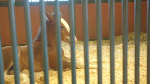 Small Baby Horse, Colt, Sleeping in Barn, Farm, Ranch