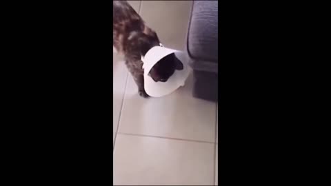 funny dog/cat video
